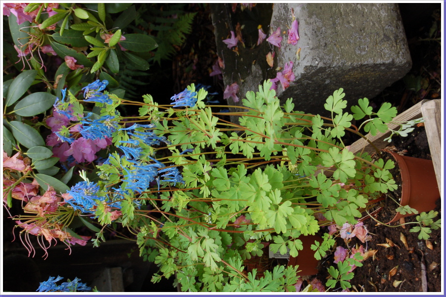 dsc_0581