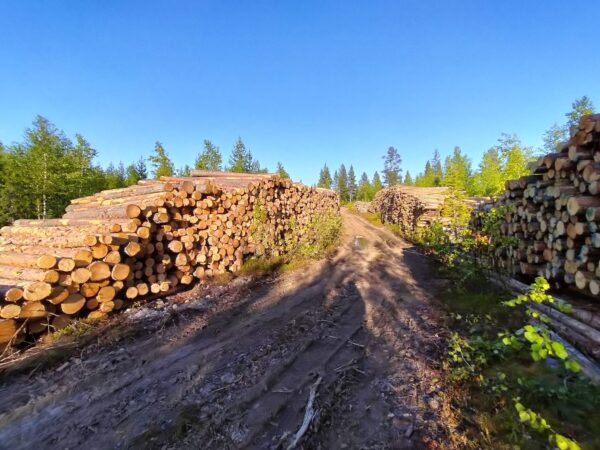 Im Wald ausserhalb von Skaulo