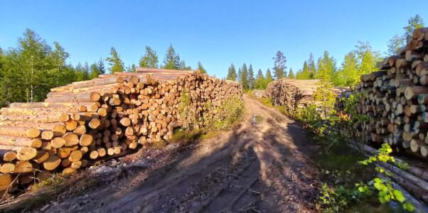 Im Wald ausserhalb von Skaulo
