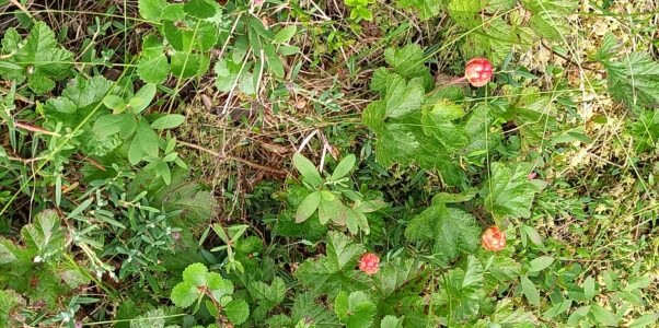 Die Beerensaison kommt langsam