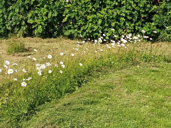 Der Sommer ist nun gekommen