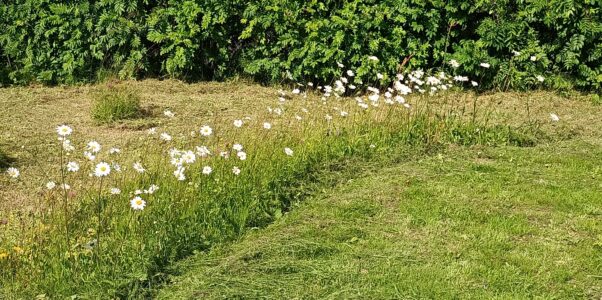 Der Sommer ist nun gekommen